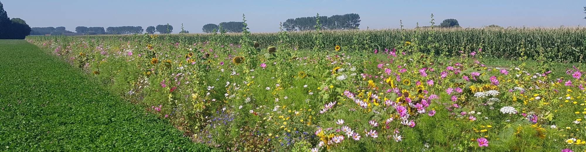 Strokenteelt bij Cornelis Mosselman